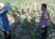 Wujudkan Swasembada Pangan Nasional: Sinergi Bhabinkamtibmas dan Petani Labuapi Optimalkan Lahan Desa