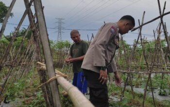 Lahan Sempit Jadi Produktif: Cara Polsek Labuapi Gerakkan Warga Kuranji Dalang Mandiri Pangan