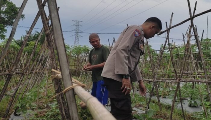 Lahan Sempit Jadi Produktif: Cara Polsek Labuapi Gerakkan Warga Kuranji Dalang Mandiri Pangan