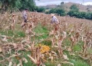 Kawal Swasembada Pangan, Polisi Sekotong Turun ke Ladang