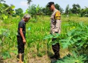 Bhabinkamtibmas Labuapi Masuk Persawahan, Beri Edukasi Pertanian Mandiri Demi Stabilitas Ekonomi Warga