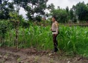 Petani Terong Tawah Kini Tak Sendiri, Polri Beri Pendampingan Khusus Demi Swasembada Pangan