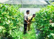 Kemandirian Pangan dari Desa: Aksi Nyata Bhabinkamtibmas Desa Bengkel Dampingi Warga Kelola Lahan