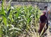 Ketahanan Pangan di Labuapi: Tidak Ada Lahan Tidur