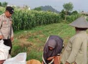 Bhabinkamtibmas Dampingi Petani Karang Bongkot di Sawah