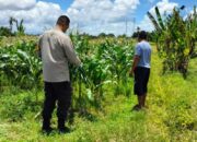 Bhabinkamtibmas Labuapi Sulap Lahan Tidur Jadi Produktif