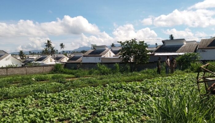 Pendampingan Babinsa Dorong Produktivitas Sawi Petani Lokal
