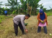 Aksi Bhabinkamtibmas Kawal Kedaulatan Pangan Nasional di NTB