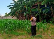 Dukung Ketahanan Pangan, Polsek Labuapi Gandeng Bulog Serap Jagung Warga