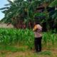 Polsek Labuapi Kawal Penyerapan Panen Jagung Lombok Barat ke Bulog