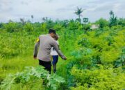 Polri Dampingi Petani Jagung di Bagik Polak Lombok Barat