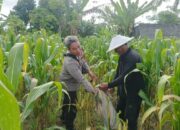 Polsek Batulayar Dorong Warga Sandik Budidaya Hortikultura di Lahan Kosong