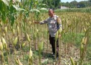 Polsek Labuapi Dampingi Petani Merembu Guna Swasembada Pangan