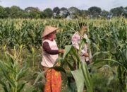 Sentuhan Humanis Polsek Labuapi di Sawah: Jaga Ketahanan Pangan Sekaligus Tangkal Hoaks