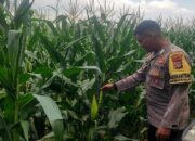 Polsek Labuapi Gerakkan Ketahanan Pangan di Kuranji Dalang