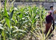 Dukung Ketahanan Pangan, Bhabinkamtibmas Labuapi Edukasi Tanam Kangkung