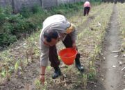 Polsek Labuapi Dorong Petani Lombok Barat Optimalkan Lahan Hortikultura