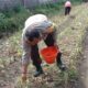 Bhabinkamtibmas Polsek Labuapi Gerakkan Program Ketahanan Pangan Desa