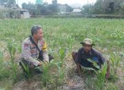 Bhabinkamtibmas Sandik Dorong Produktivitas Lahan Jagung Lombok Barat