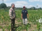Bhabinkamtibmas Sandik Dorong Petani Jagung Sukseskan Swasembada Pangan