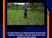 Polri Dukung Astacita, Polsek Bangilan Polres Tuban Turun Cek Tanaman Jagung Warga di Desa Banjarworo