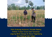 Polri Dukung Astacita, Polsek Palang Polres Tuban Turun Cek Tanaman jagung milik Warga di Desa Tegalbang