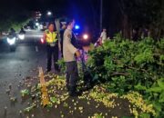 Pohon Tumbang di Senggigi, Polsek Batulayar Gerak Cepat Bersihkan Jalan