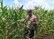 Dukung Astacita Presiden RI, Polsek Kenduruan Polres Tuban Turun Langsung Mengecek Tanaman Jagung Warga Petani