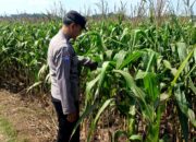 Dukung Program Astacita Presiden RI, Bhabinkamtibmas Polsek Grabagan Polres Tuban Terjun Langsung Cek Ketahanan Pangan Di Desa Grabagan