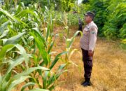 Polsek Plumpang Polres Tuban Turun Langsung Cek Tanaman Jagung Warga