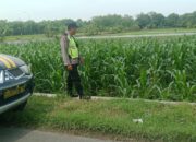 Polri Dukung Astacita, Polsek Rengel Polres Tuban Turun Cek Tanaman Jagung Warga di Desa Campurejo