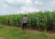 Polsek Tambakboyo Polres Tuban Turun Cek Tanaman jagung Warga di Desa Plajan