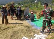 TNI Hadir di Sawah, Dukung Petani Wujudkan Swasembada Pangan