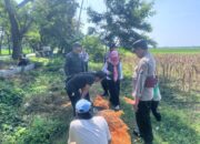 Polri Dukung Astacita, Polsek Rengel Polres Tuban Turun Cek Tanaman Jagung Warga di Desa Maibit