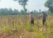 Bhabinkamtibmas Desa Kembangbilo Sambangi Petani Jagung, Perkuat Sinergi  Dukung Ketahanan Pangan