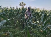 Anggota Bhabinkamtibmas Polsek Jenu Polres Tuban Turun ke Ladang, sambang lahan pertanian.