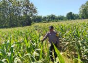 Dukung Astacita, Polsek Jatirogo Turun ke Ladang Cek Tanaman Jagung Warga Desa Demit