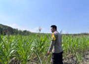 Dalam rangka Polri Dukung Program Astacita, Bhabinkamtibmas Desa Parangbatu Polsek Parengan Polres Tuban sambang lokasi tanaman jagung di Desa Parangbatu Kec. Parengan