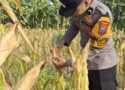 Hasil Pengecekan Buah Jagung Milik Warga di Desa Sumberjo Hampir Sempurna Untuk di Panen