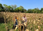 Jaga Ketahanan Pangan, Bripka Nasri Fikhrom Monitor Tanaman Jagung di Desa Tenggerkulon