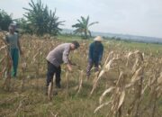 Bhabinkamtibmas Desa Margorejo Monitoring Warga Panen Jagung