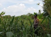 Bhabinkamtibmas Polsek Kenduruan Polres Tuban Cek Lahan Jagung Warga, Dukung Ketahanan Pangan Astacita Presiden