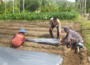 Cara Bhabinkamtibmas Sekotong Jaga Ketahanan Pangan Warga