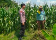 Bhabinkamtibmas Desa Leran Polsek Senori Polres Tuban Cek Tanaman Jagung Warga, Dukung Ketahanan Pangan