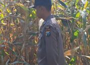 Polisi RW Kelurahan Kutorejo Sambangi Pekarangan Bergizi Warga untuk Dukung Ketahanan Pangan