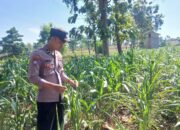 Polsek Tambakboyo Polres Tuban Turun Cek Tanaman jagung Warga di Desa Dikir