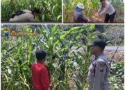 Polsek Soko polres Tuban Polda Jawa Timur Bergerak! Dukung Penuh Swasembada Pangan Presiden Prabowo Melalui Pendampingan Petani