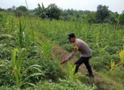 Polisi Polres Tuban Dukung Astacita Presiden, Bhabinkamtibmas Polsek Kenduruan Cek Langsung Tanaman Jagung Warga