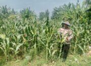 Polsek Soko polres Tuban Polda Jawa Timur Bergerak! Dukung Penuh Swasembada Pangan Presiden Prabowo Melalui Pendampingan Petani