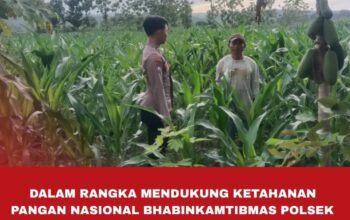 Polsek Singgahan Polres Tuban Turun Cek Tanaman jagung Warga di Desa Saringembat